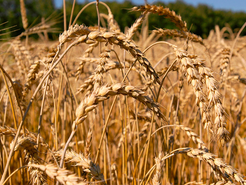 США нашли угрозу своей нацбезопасности в рекордных урожаях пшеницы в РФ