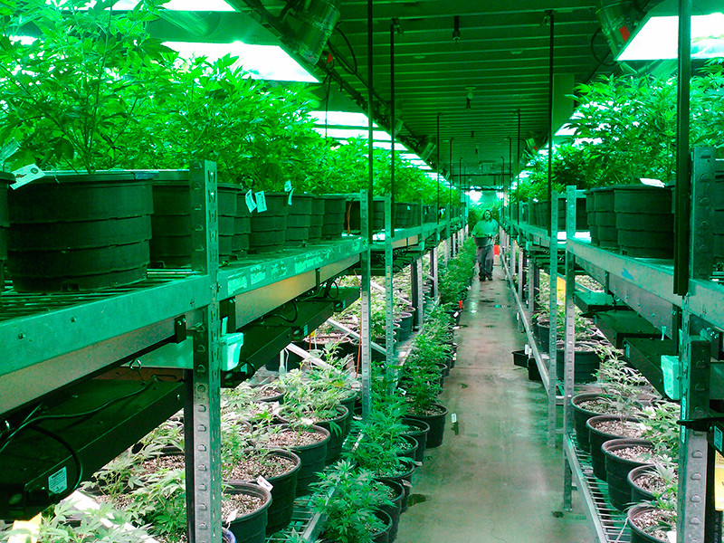 В Канаде, где с 17 октября 2018 года разрешены продажа, хранение и выращивание марихуаны в рекреационных целях, иными то есть "для развлечения", вскоре появятся сотни тысяч новых рабочих мест, связанных с производством "травы"