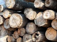 В правительстве одобрили 10% пошлины на вывоз грубо обработанной древесины