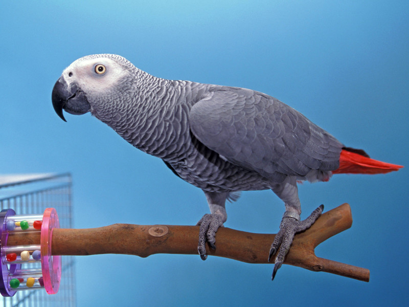 Любитель птиц украл у москвички двух попугаев и украшения, причинив ущерб на 500 тысяч рублей