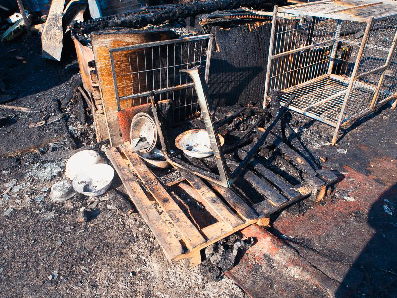 В Кузбассе в приюте для собак сгорело до 120 животных