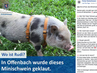 "Где Руди?" Немецкая полиция ищет в Facebook пропавшего поросенка (ФОТО)