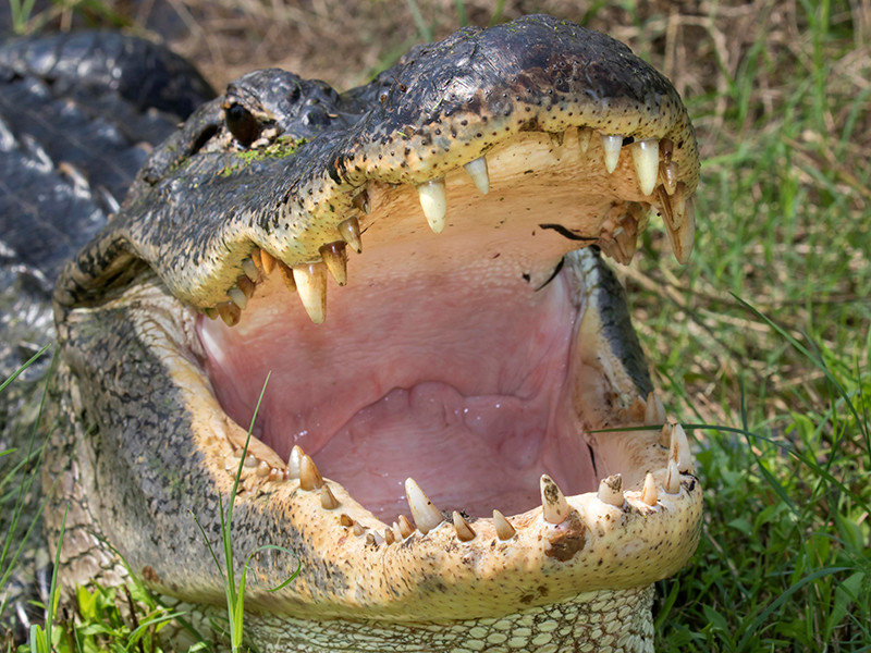 В Мексике предполагаемого насильника избили и бросили в вольер с крокодилами