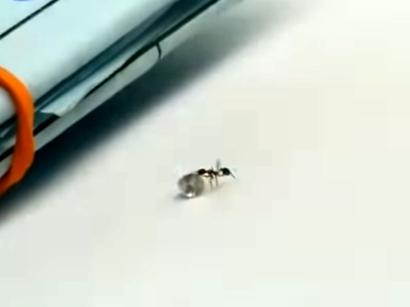 В Италии предотвращена "кража века": похититель-муравей не смог утащить из магазина огромный бриллиант
