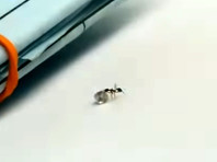 В Италии предотвращена "кража века": похититель-муравей не смог утащить из магазина огромный бриллиант для королевы муравейника (ВИДЕО)
