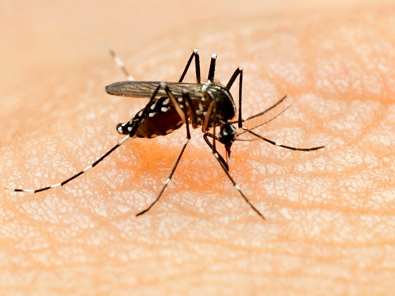 Гости Олимпийских игр, которые 5 августа стартуют в Рио-де-Жанейро, уже наслышаны об опасностях укусов комаров, которые являются разносчиками вируса Зика Подробнее: http://www.newsru.com/sport/03Aug2016/wosh.html