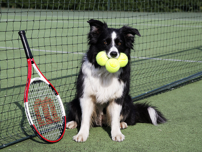 Организаторы теннисного турнира в бразильском Сан-Паулу решили продолжить начатый год назад эксперимент по использованию собак в качестве болбоев, подающих игрокам мячи
