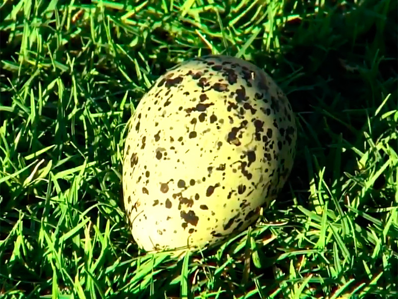 В Бразилии пигалица снесла яйцо прямо на поле во время футбольного матча