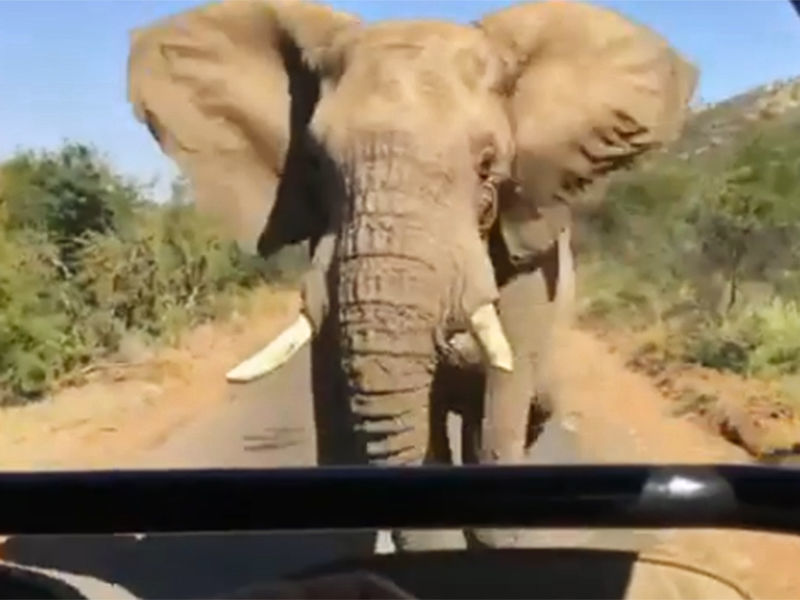 Арнольд Шварценеггер весьма удачно включил видеозапись на своем гаджете во время сафари в Южной Африке. Это позволило герою боевиков и отставному политику снять невероятно драматическую короткометражку о своей встрече со слоном