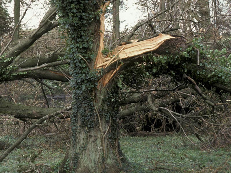 Древний бук рухнул на дорогу в Северной Ирландии, ведущую в сериале "Игра престолов" в Королевские земли