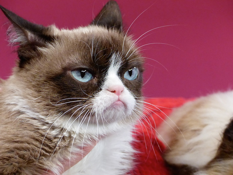Знаменитая кошка по кличке Соус Тардар (Tardar Sauce), известная в Сети под прозвищем "Сердитый кот" (Grumpy Cat), путешествует по Соединенным Штатам