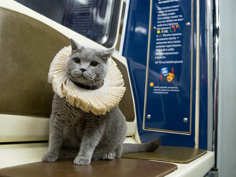 NEWSru.com :: Чистокровный британский кот стал первым пассажиром  шекспировского поезда московского метро
