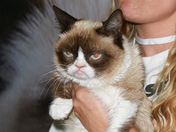 Знаменитый Сердитый кот первым из мемов выиграл суд о нарушении авторских прав