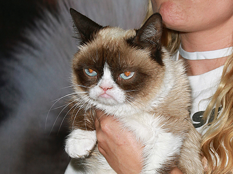 Знаменитый Сердитый кот первым из мемов выиграл суд о нарушении авторских прав