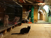 Сейчас в подвалах Эрмитажа живет несколько десятков котов, ветеринары следят за их популяцией и регулярно раздают их в хорошие руки. Ежегодно в Петербурге празднуется День эрмитажного кота