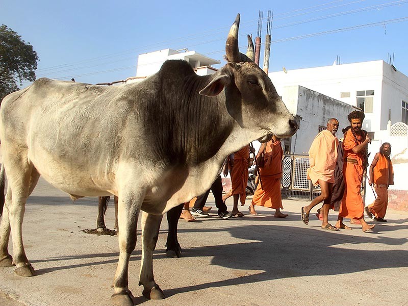 В Индии может появиться министерство коров