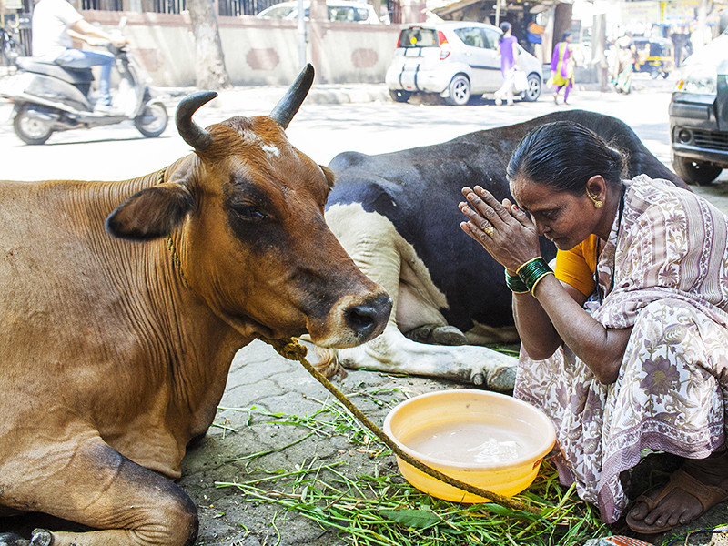Активисты организации по защите коров, считающихся в Индии священными животными, поймали двух курьеров, перевозивших говядину, избили их и заставили съесть коровий навоз "для очищения"