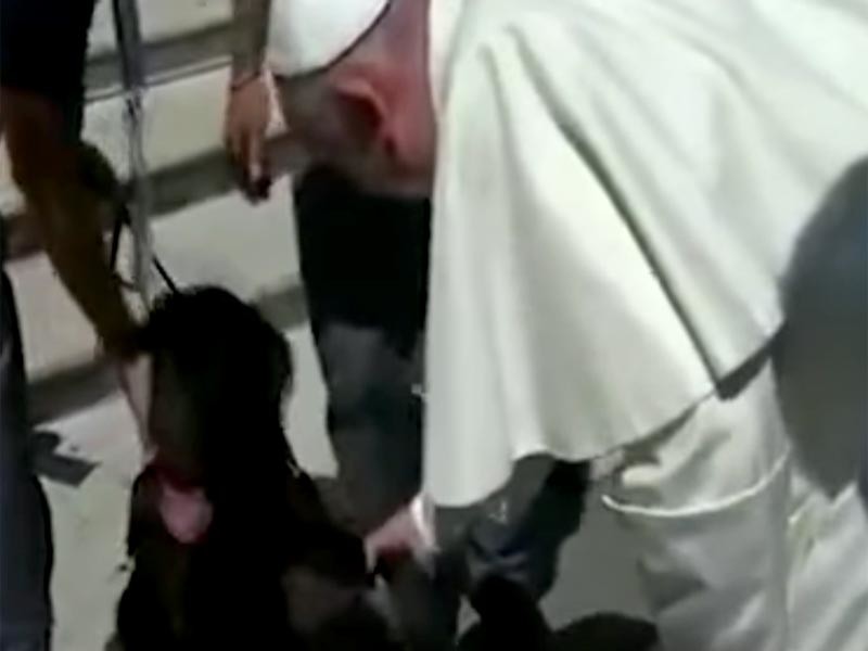 Папа Римский пожал лапу псу, который спас девочку после землетрясения в Италии