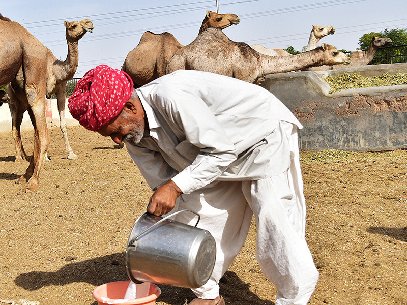 Казахстанским паломникам, собирающимся на хадж в Мекку, советуют держаться подальше от верблюдов и их молока