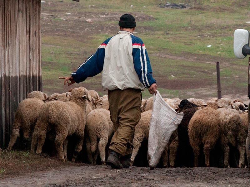Мусульмане в Чечне возмутились ростом цен на жертвенный скот в канун Курбан-байрама

