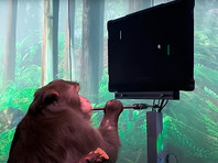 Компания Neuralink показала ВИДЕО с обезьяной, играющей в Pong силой мысли