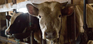 Ткачев подтвердил намерение ограничить поголовье скота и птицы в хозяйствах россиян