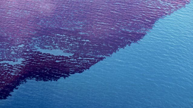 Ученые предупредили о разрастании в Балтийском море опасных для людей водорослей