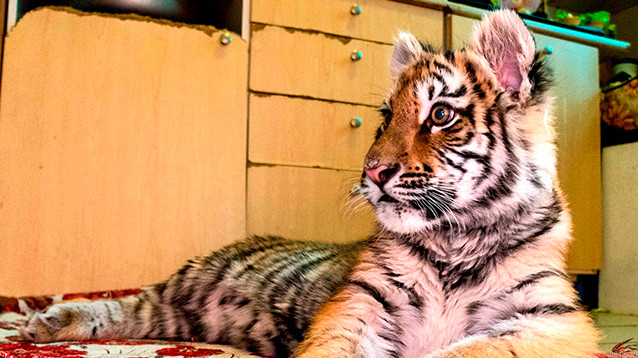 Россиянам запретили держать дома кобр, крокодилов, тигров, акул... - всего 33 позиции (СПИСОК)