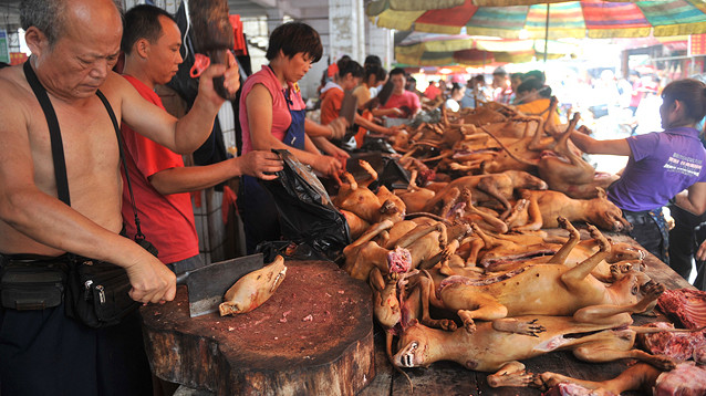 В китайском Шэньчжэне запретили есть котов и собак